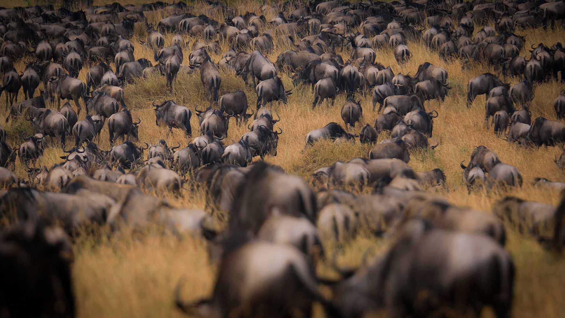 7-Day Advanced Tanzania Camping Safari