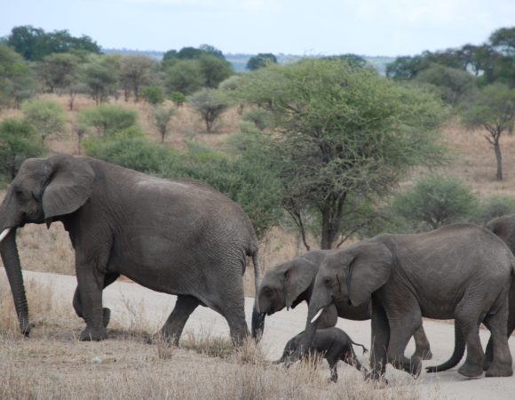 2-Day Ngorongoro Standard Safari