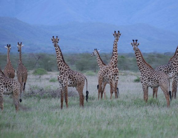 Mkomazi National Park Day Tour With Rhino Viewing